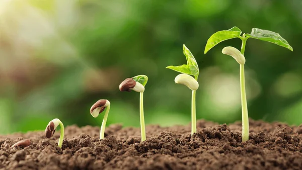 Ag Complex Improvements Among Items to Get Green Light from Board of Regents