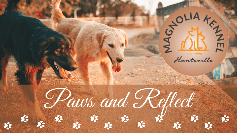 Magnolia Kennel Paws and Reflect: Summer Dog Safety
